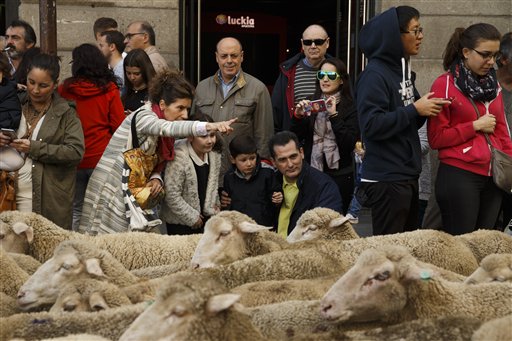 People look as shepherds lead their sheep through the centre of Madrid, Spain, Sunday, Oct. 25, 2015 Shepherds have guided a flock of 2,000 sheep through Madrid streets in defense of ancient grazing, droving and migration rights increasingly threatened by urban sprawl and modern agricultural practices. Tourists and city-dwellers were surprised to see the capitals traffic cut to permit the ovine parade to bleat bells clanking its way past the citys most emblematic locations.(AP Photo/Daniel Ochoa de Olza)