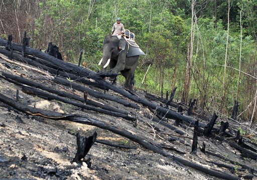 In this Tuesday, Nov. 10, 2015 photo, an elephant used to patrol areas affected by forest fires walk on a burned field in Siak, Riau province, Indonesia. Officials in Indonesia are using trained elephants to carry water pumps and other equipments to help patrol burned areas in the national forest to ensure that fires don't reappear after smoldering beneath the peat lands. (AP Photo/Rony Muharrman)
