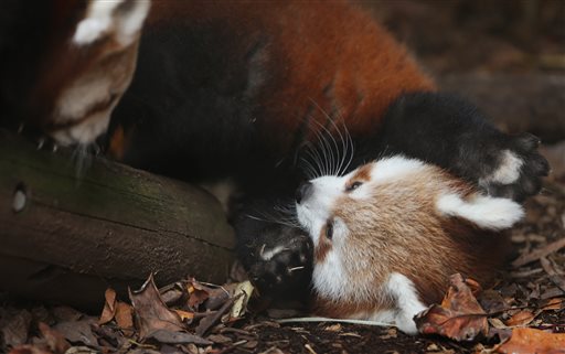 Red panda cubs, born in June, make their public debut at the Philadelphia Zoo, Wednesday, Nov. 18, 2015, in Philadelphia. The cubs have not been named and the zoo wants the public to suggest names. (David Maialetti/The Philadelphia Inquirer via AP) PHIX OUT; TV OUT; MAGS OUT; NEWARK OUT; MANDATORY CREDIT