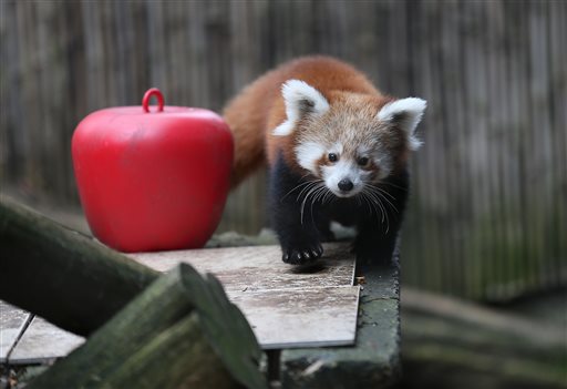 A female red panda cub, born in June, explores her habitat as she and a male cub make their public debut at the Philadelphia Zoo on Wednesday, Nov. 18, 2015, in Philadelphia. The cubs have not been named and the zoo wants the public to suggest names. (David Maialetti/The Philadelphia Inquirer via AP) PHIX OUT; TV OUT; MAGS OUT; NEWARK OUT; MANDATORY CREDIT
