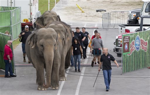 In this Friday, Jan. 8, 2016 photo, Asian elephants belonging to Ringling Bros. and Barnum & Bailey Circus, are lead from their enclosure to a rehearsal at the American Airlines Arena in Miami. The Ringling Bros. and Barnum & Bailey Circus is ending its elephant acts a year and a half early, and will retire all of its touring elephants in May. (AP Photo/Wilfredo Lee)