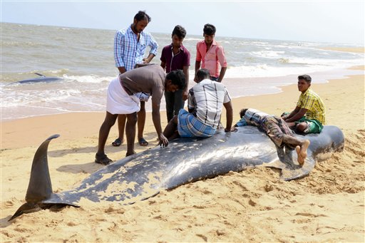 People look at one among the dozens of whales that have washed ashore on the Bay of Bengal coast's Manapad beach in Tuticorin district, Tamil Nadu state, India, Tuesday, Jan.12, 2016. More than 80 whales have washed ashore on India's southern coast. The top government official in the southeastern port town of Tuticorin said the short-finned pilot whales began washing up on beaches Monday evening. (AP Photo/Senthil Arumugam)