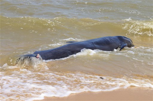 One among the dozens of whales that have washed ashore on the Bay of Bengal coast at the Manapad beach in Tuticorin district, Tamil Nadu state, India, Tuesday, Jan.12, 2016. The top government official in the southeastern port town of Tuticorin said the short-finned pilot whales began washing up on beaches Monday evening. (AP Photo/Senthil Arumugam)
