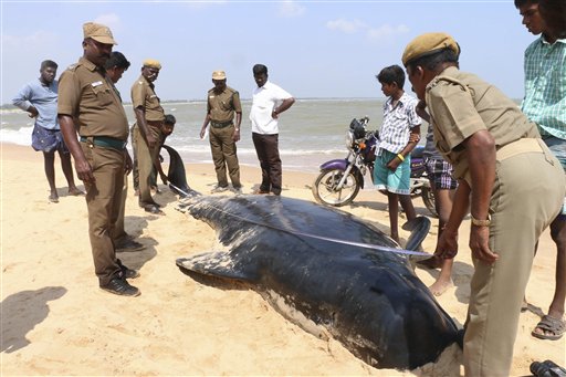 Indian wildlife officials measure one among the dozens of whales that have washed ashore on the Bay of Bengal coast's Manapad beach in Tuticorin district, Tamil Nadu state, India,Tuesday, Jan.12, 2016. The top government official in the southeastern port town of Tuticorin said the short-finned pilot whales began washing up on beaches Monday evening. (AP Photo/Senthil Arumugam)