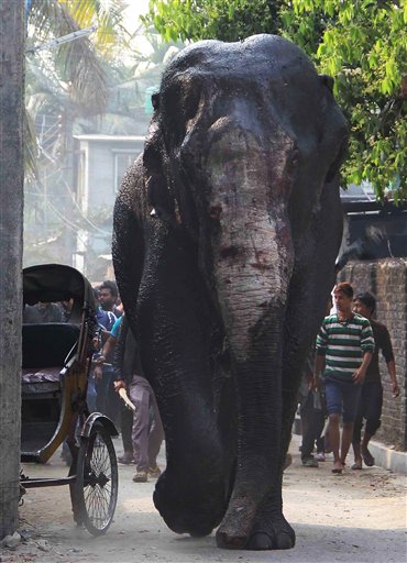 A wild elephant that strayed into the town moves through the streets as people follow at Siliguri in West Bengal state, India, Wednesday, Feb. 10, 2016. The elephant had wandered from the Baikunthapur forest on Wednesday, crossing roads and a small river before entering the town. The panicked elephant ran amok, trampling parked cars and motorbikes before it was tranquilized. (AP Photo)