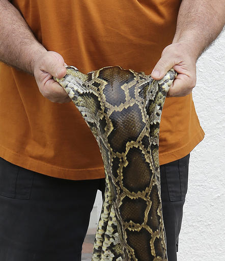 In this photo taken Tuesday, Feb. 23, 2016, Brian Wood holds a purchased python in his hands at All American Gator Products in Hollywood, Fla. About a third of the pythons have come to Brian Wood, owner of All American Gator Products, to be made into wallets, shoes, belts or handbags. Wood pays up to $150 apiece for the snakes, about the same price he pays for python skins imported from Asia. (AP Photo/Alan Diaz)
