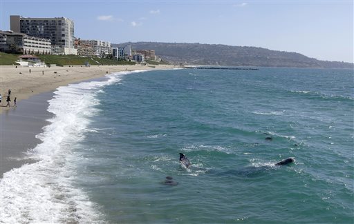 In this March 30, 2016 photo, whales swim by the Redondo Beach Pier in Redondo Beach, Calif. (Brad Graverson/The Daily Breeze via AP)  MAGS OUT; NO SALES; MANDATORY CREDIT