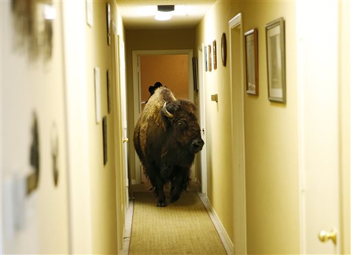 Bullet, a bison, walks through the hallway of her owner Karen Schoeve's home in Argyle, Texas on Friday, May 13, 2016. Bullet the bison was transported Saturday, May 14, 2016, from Schoeve's home in Argyle to her new home, a pasture which she will share with two cows, 15 miles away in Flower Mound. (Vernon Bryant/The Dallas Morning News via AP)  MANDATORY CREDIT, NO SALES, MAGS OUT, TV OUT, INTERNET USE BY AP MEMBERS ONLY
