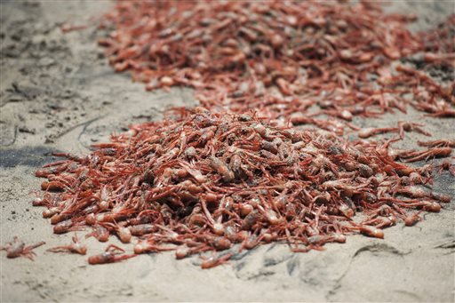 This Friday, May 13, 2016 photo shows tuna crabs washed up onto the beach at Shaw's Cove in Laguna Beach, Calif. Pelagic red crabs are usually found off Baja California but currents that are part of the El Nino weather pattern are sweeping them north.  (Kevin Sullivan/The Orange County Register via AP)   MAGS OUT; LOS ANGELES TIMES OUT; MANDATORY CREDIT