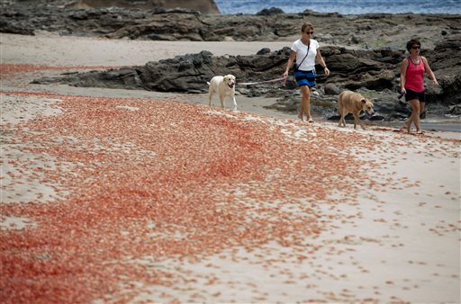 Sylvie Bergeron, of San Diego, at left, and her sister Line Bergeron, of Quebec, walk with their dogs next to tuna crabs that washed up onto the beach at Shaw's Cove on Friday, May 13, 2016 in  Laguna Beach, Calif. Pelagic red crabs are usually found off Baja California but currents that are part of the El Nino weather pattern are sweeping them north.  (Kevin Sullivan/The Orange County Register via AP)   MAGS OUT; LOS ANGELES TIMES OUT; MANDATORY CREDIT