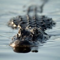Florida migrant prison walled by alligator-infested waters