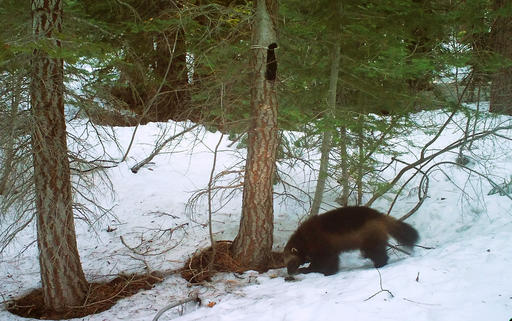 This Feb. 27, 2016 photo provided by the California Department of Fish and Wildlife, from a remote camera set by biologist Chris Stermer, shows a wolverine in the Tahoe National Forest near Truckee, Calif. Once believed to have gone extinct in the Sierra Nevada, California wildlife biologists believe this wolverine, nicknamed Buddy, spotted this spring near Truckee, is the same one that in 2008 became the first documented in the area since the 1920s. (Chris Stermer/California Department of Fish and Wildlife via AP)