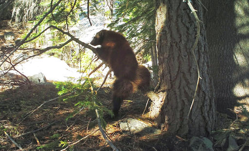 This May 18, 2016, provided by the California Department of Fish and Wildlife,photo from a remote camera set by biologist Chris Stermer, shows a wolverine in the Tahoe National Forest near Truckee, Calif. Once believed to have gone extinct in the Sierra Nevada, California wildlife biologists believe this wolverine, nicknamed Buddy, spotted this spring near Truckee, is the same one that in 2008 became the first documented in the area since the 1920s. (Chris Stermer/California Department of Fish and Wildlife via AP)