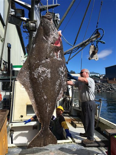 This Aug. 7, 2016, photo provided by Abigail Collins of KFSK radio in Petersburg, Alaska, shows fisherman Brian Mattson and the nearly 400-pound halibut he and Doug Corl caught in southeast Alaska. While it's a catch of a lifetime, it's about 60 pounds lighter than the biggest halibut catch on record. (Abigail Collins/KFSK via AP).