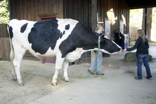 In this Tuesday, Sept. 6, 2016 photo, Lucinda Smith and animal care supervisor Amanda Auston, right, tend to Danniel, a giant Holstein steer, at the Sequoia Park Zoo in Eureka, Calif. (Shaun Walker/The Times-Standard via AP)