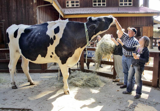 In this Tuesday, Sept. 6, 2016 photo, co-owner Ken Farley of Ferndale, Calif., and animal care supervisor Amanda Auston tend to Danniel, a giant Holstein steer, at the Sequoia Park Zoo in Eureka, Calif. (Shaun Walker/The Times-Standard via AP)