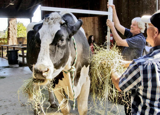 In this Tuesday, Sept. 6, 2016 photo, Danniel, a giant Holstein steer, is measured by veterinarian Dr. Kevin Silver as co-owner Ken Farley helps feed him alfalfa at the Sequoia Park Zoo in Eureka, Calif. (Shaun Walker/The Times-Standard via AP)