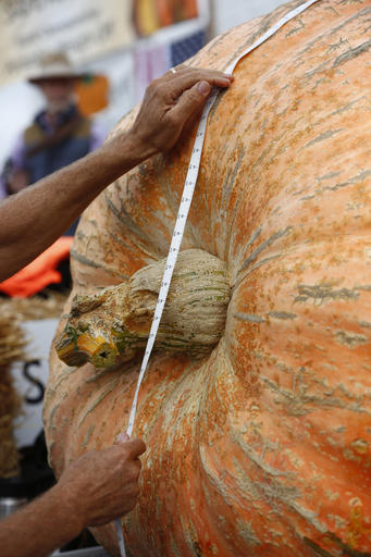 Jim Sherwood's pumpkin is measured during the Safeway World Championship Pumpkin Weigh-Off at Half Moon Bay, Calif., on Monday, Oct. 10, 2016. Cindy Tobeck, of Olympia, Wash., won the contest with a pumpkin that weighed in at 1,910 pounds.