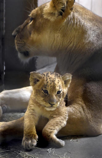 In this Nov. 17, 2016 photo a 5-week-old lion cub relaxes with its mom Kiki at the Fresno Chaffee Zoo in their enclosure in Fresno, Calif. The zoo is showing off the new lion cub and asking zoo-goers to choose his name. (John Walker  /The Fresno Bee via AP)