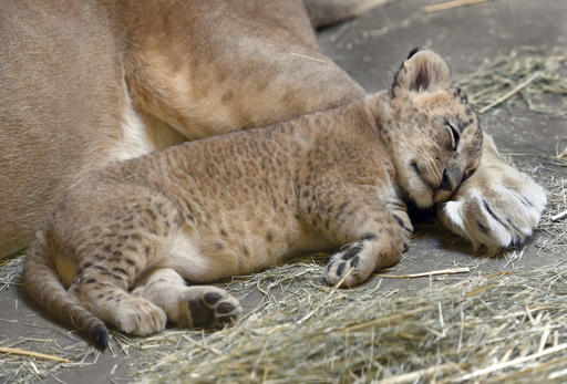 This Nov. 17, 2016 photo shows a 5-week-old lion cub uses his mom's back foot as a pillow as he takes a catnap at the Fresno Chaffee Zoo, in Fresno, Calif. The zoo is showing off a new lion cub and asking zoo-goers to choose his name. (John Walker/The Fresno Bee via AP)