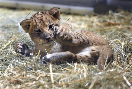 This Nov. 17, 2016 photo shows a 5-week-old lion plays with his leg in the hay of his enclosure at the Fresno Chaffee Zoo, in Fresno, Calif. The zoo is showing off a new lion cub and asking zoo-goers to choose his name. (John Walker/The Fresno Bee via AP)