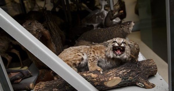 Rabid bobcat terrorizes Arizona tourist town - The Horn News