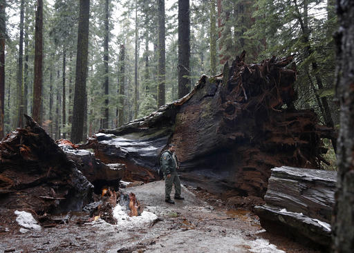 California State Parks Supervising Ranger Tony Tealdi pauses by the roots of the fallen Pioneer Cabin Tree at Calaveras Big Trees State Park, Monday, Jan. 9, 2017, in Arnold, Calif. Famous for a "drive-thru" hole carved into its trunk, the giant sequoia was toppled over by a massive storm Sunday. (AP Photo/Rich Pedroncelli)