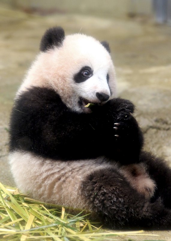 [Pics] Adorable baby panda makes her zoo debut - The Horn News