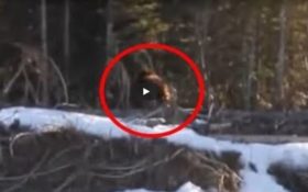 Bigfoot как пройти