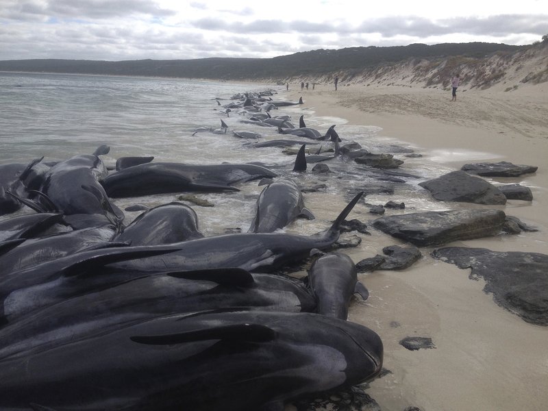 Nearly 150 whales die from mass beaching - The Horn News