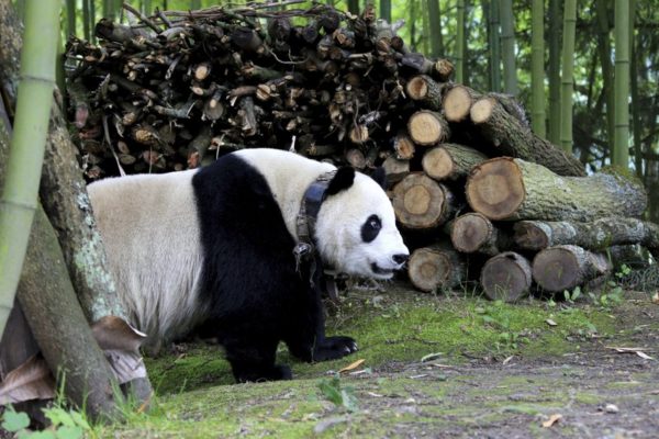 Panda Strolls Through Downtown In China [pics] The Horn News
