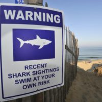 Texas hotspot rattled by 4th of July shark attack