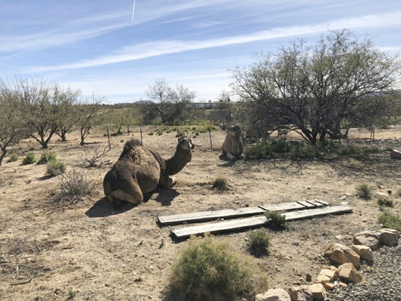 Wild camels found wandering in backyard! - The Horn News