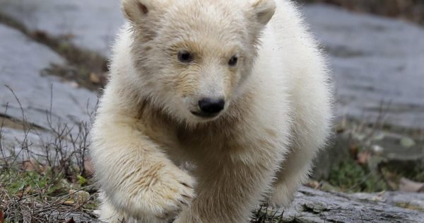 Zoo officials say child cracked glass at grizzly bear exhibit - The ...