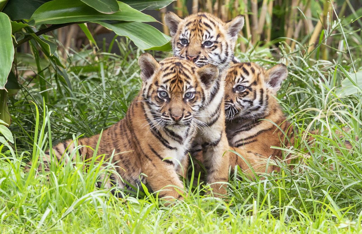 3 rare baby tigers make first appearance at Sydney zoo (pics) - The