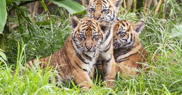 3-rare-baby-tigers-make-first-appearance-at-sydney-zoo-pics-the-horn-news