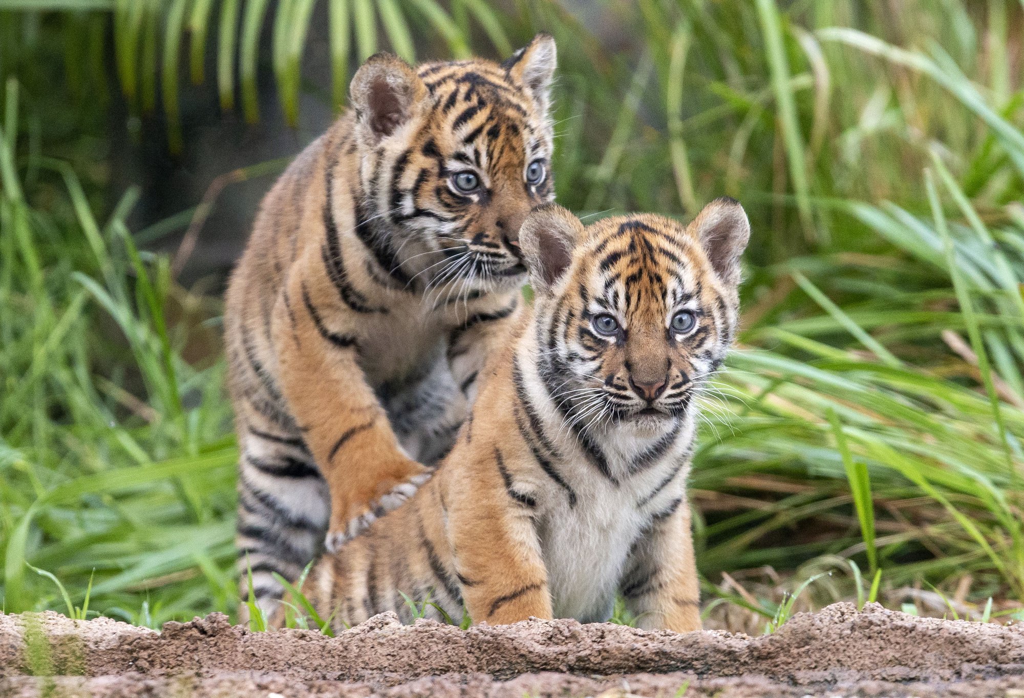 3-rare-baby-tigers-make-first-appearance-at-sydney-zoo-pics-the-horn-news