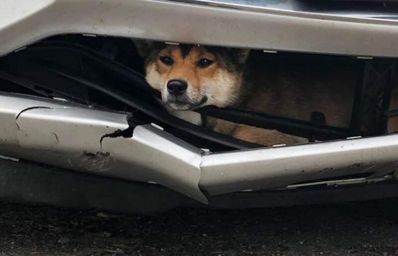 [Video] Dog survives vicious vehicle hit, gets trapped in bumper - The ...