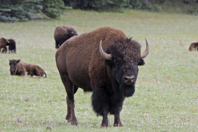 have-you-seen-this-wild-beefalo-escaping-slaughter-the-horn-news