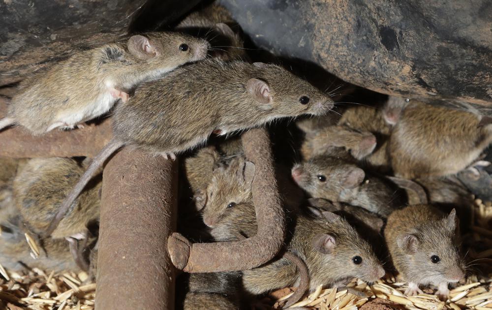 Hordes of mice tormenting Australian farms The Horn News