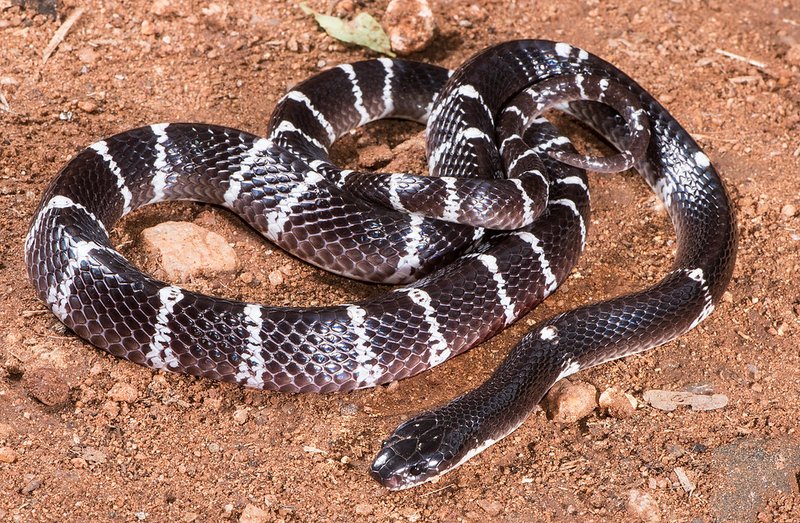 zebra cobra snake