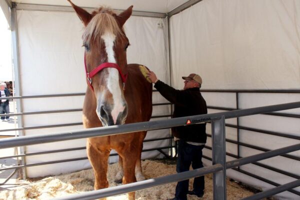 Record-holding world's tallest horse dies at 20 - The Horn News