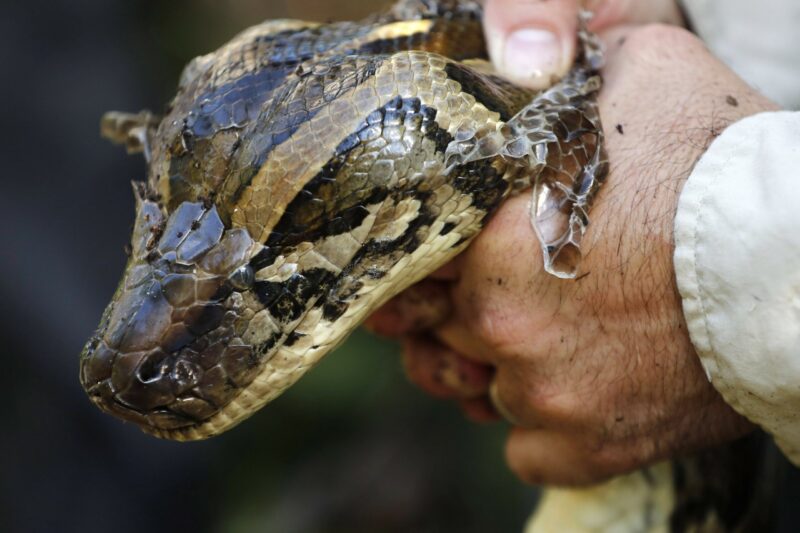 Fugitive, 8-foot-long Boa Constructor On The Loose From Authorities ...