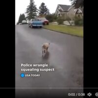 Video shows wild police and pig chase through town