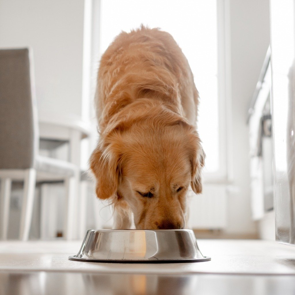 1 Food You Need To Stop Feeding Your Dog Immediately