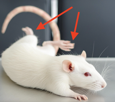 Could this lab rat change surgery tech forever?