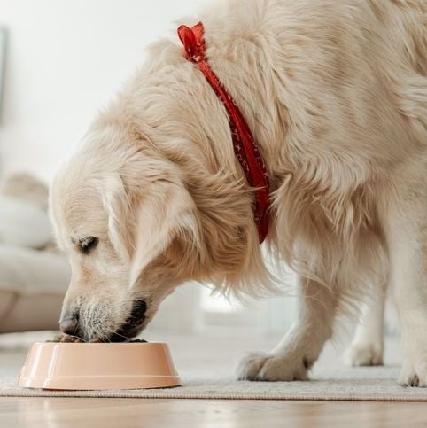1 Food You Need to Stop Feeding Your Dog Immediately